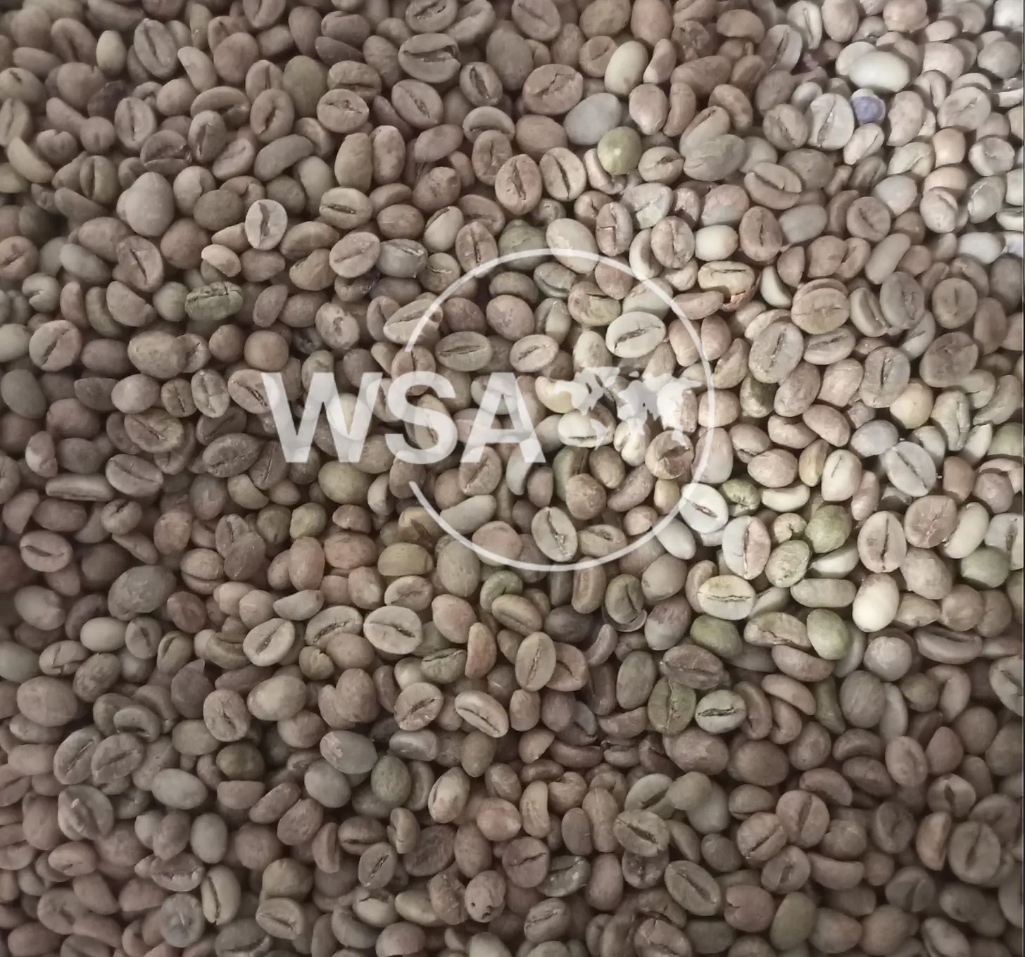 Lampung Robusta Coffee Beans from Indonesia – Full-bodied, Dark Chocolate, and Earthy Notes